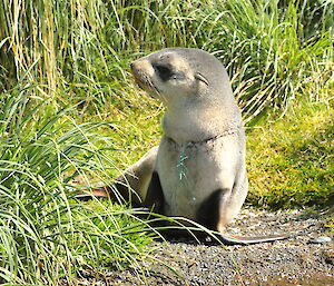 The young Antarctic fur seal prior to capture, clearly showing where the green fishing line is embedded around its neck with some of the line dangling down in front of its chest