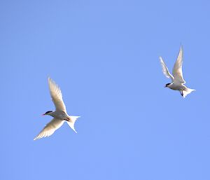 A pair of Antarctic terns in flight