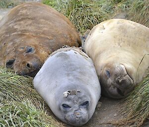 Three elephant seals in different stages of moulting, lying side by side amongst the tussock