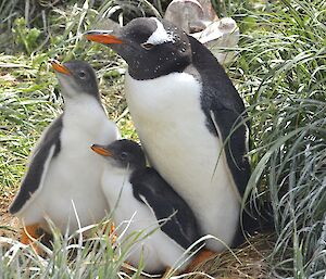 Gentoo penguin family, consisting of an adult and twin chicks, near the machinery shed