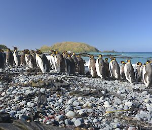 King penguins all in a row on a pebbly beach on the east coast, most of them moulting. North Head appears in the distant background. Again the bright sunshine enhances the vivid colours of the penguins, sky, sea and land