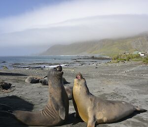 Orographic cloud over the escarpment. Two large elephant seals are ‘chesting up’ to one another in the foreground while in the background two distinct cloud layers can be seen capping the island escarpment