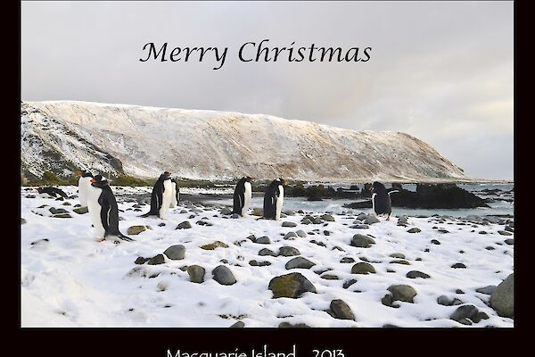 Merry Christmas from all at Macca. Image shows gentoo penguins on a snow covered bubbly beach with the heavily snow covered escarpment in the background and the words ‘Merry Christmas’ written on sky and ‘Macquarie Island 2013’ written on a black border below the picture