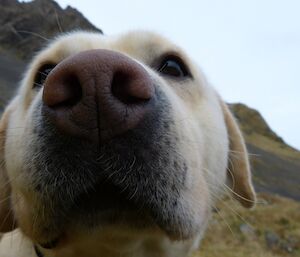 Flax the dog’s nose closeup