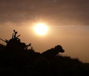 Katie, the springer spaniel sits on a grassy slope next to a pack, silhouetted against the setting sun at Cape Star
