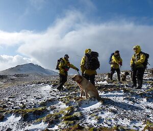 Another Day at the office. The image shows four of the hunters and dog handlers with four of the dogs standing on a snow covered landscape somewhere on the plateau. All the hunters are wearing yellow rain jackets and dark over pants and are each carrying a pack and walking pole
