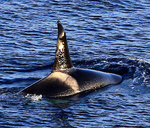Close up of sun glint off the dorsal fin of a orca. The dorsal fin is the main method of identification of individual orcas
