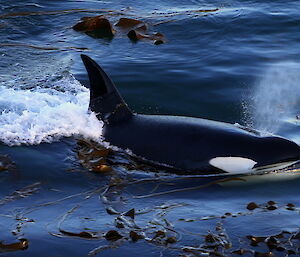 Coming up for air; a orca breaks the surface of crystal clear water and takes a breath as can be seen from the spray from its air hole