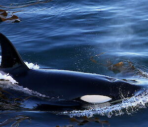 Another comes up for air. The image captures the front of the orca partially above the water, with moist air coming out of the blow hole and water splashing ahead