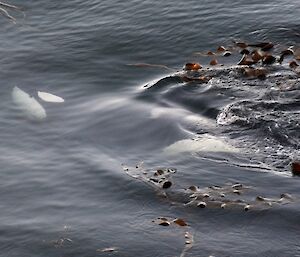 The shape and colours of the orca can be seen under the calm clear water of Garden Cove