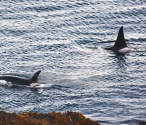 Swimming in tandem; a male (large dorsal fin) and female (smaller dorsal fin) swim alongside the rocks (in the foreground) below the Ham Shack