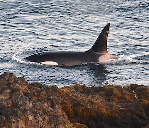 A lone orca swims close to shore below thew Ham Shack. There is a orange/brown glint of the setting sun on the dorsal fin