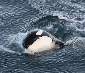 Orca breaks the surface as it chases a weaner. The image is a front on shot showing the snout and head of the orca above the water surface