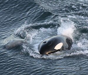 The one that got away. The image shows a weaner (on the left) escaping from a orca, whose head and upper body are above the waters surface
