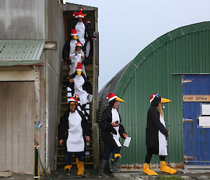 Expeditioners dressed in penguin costumes walking down steps to the greenstore Christmas Eve