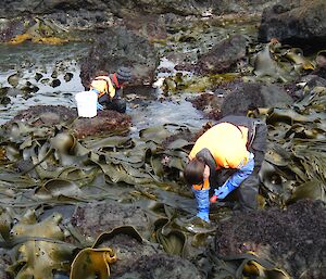 Bianca and Jess, both dressed in dry suits, hunting for critters amongst the kelp and rock pools in Garden Cove