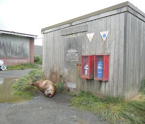 Collecting chemicals for their experiments isn’t always an easy task with elephant seals wallowing anywhere they please — in front of the door to the Chemical store building