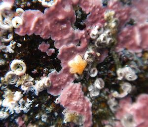 Close up of a juvenile sea star on a rock from a rock pool in Garden Cove, approximately 3mm in length