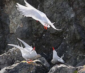 Antarctic terns competing for nesting sites. The image is of three terns — two sitting on the rocks looking up at the third bird which is hovering overhead
