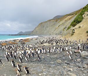 Abundant wildlife near the Nuggets on the east coast. The view is along the beach to the south, with large groups of royal and king penguins with a group of elephant seals amongst the penguins