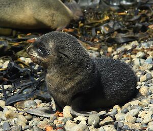 Close up of a very cute fur seal pup on the beach at Secluded Bay, North Head