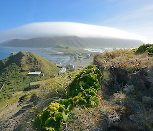 Christmas cloud (oragraphic lenticular) from near the golf tee on Wireless Hill. In the foreground is some flowering Macquarie Island cabbage plant