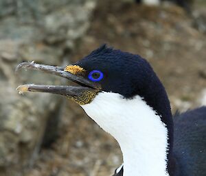 A close up of the head of a Macquarie Island shag, showing the vivid blue colouring of its eye