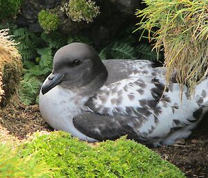 Close up of a cape petrel nesting amongst the protection of a dirt mound and tussock