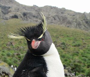 The top half of a lone rockhopper penguin with its yellow crown feathers being blown in the breeze