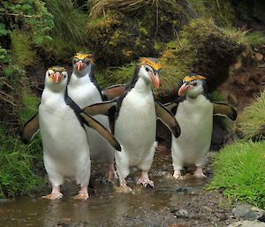 Four royal penguins returning to a breeding colony, walking in a shallow creek