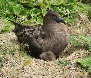 Skua and its chick sitting in a nest amongst grass and Macquarie Island cabbage plant