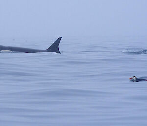 A orca comes up for breath on its way north, with a royal penguin, in the foreground swimming in the same direction