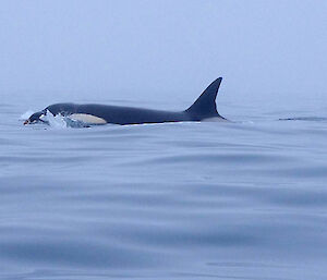 Royal penguin and orca swimming together in calm waters near the Nuggets