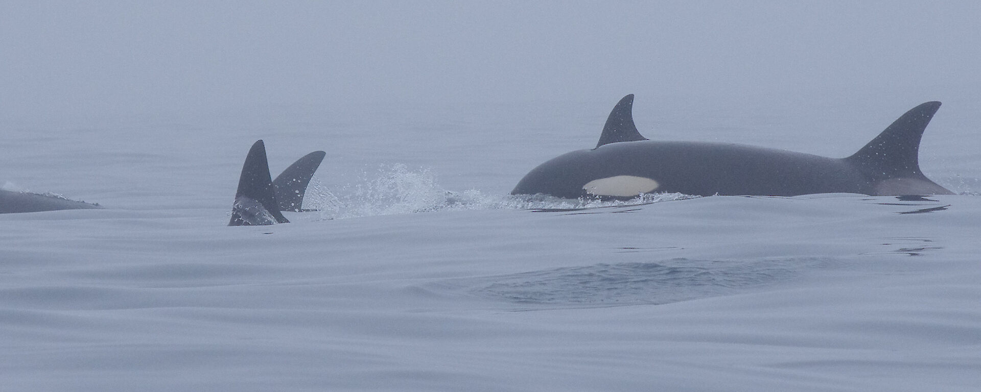 Four orcas cruising in calm waters near the Nuggets