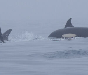 Four orcas cruising in calm waters near the Nuggets
