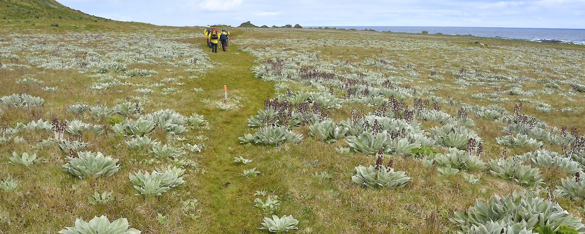 The field party making their way along the track on the western featherbed. On either side of the track is abundant native silver-leaf daisy Pleurophyllum hookeri, many of them in flower