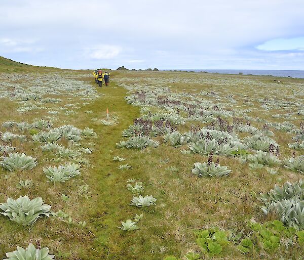 The field party making their way along the track on the western featherbed. On either side of the track is abundant native silver-leaf daisy Pleurophyllum hookeri, many of them in flower