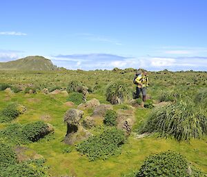 Jaimie searching for another northern giant petrel nest amongst the tussock