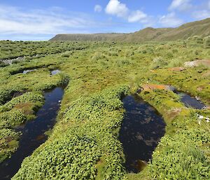 Our view during lunch — across the tussock and the featherbed. In the foreground are several small tarns and in the distant background is the escarpment