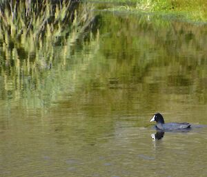 While searching for nests we came upon this Eurasian coot in a small lake near Eagle Cave. Very rarely seen on Macquarie Island. It is swimming in the lake and is partially reflected in the calm waters