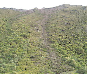 Rabbit-degraded slope at Hurd Point in 2009 — shows bare ground amongst sparse tussock mounds