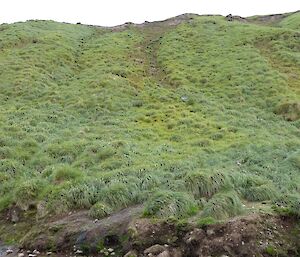 Rabbit-degraded slope five years later, now recovering and shows many more tussock mounds where there was bare earth before