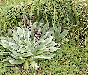 Somewhere on the western featherbed — the native silver-leaf daisy Pleurophyllum hookeri, grows amongst the tussock and other plants