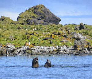 A couple of juvenile elephant seals ‘play’ fight in the waters of Unity Bay on the west coast