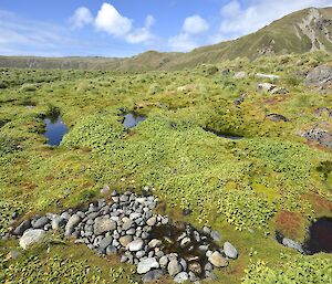 View from the beautiful west coast, near Unity Bay. In the foreground are a few small tarns, one filled with rocks, then across the tussock and featherbed to the escarpment in the distant background