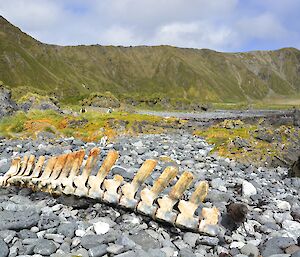 Part of the vertebrae of a southern bottle nose whale lies on the rocky beach at Langdon Bay. The green vegetated slopes of the escarpment can be seen in the background