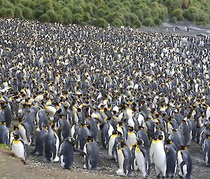 Thousands of king penguins packed closely together on the beach at the northern end of Sandy Bay