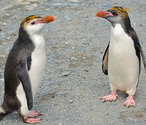 Two royal penguins with different facial colouring