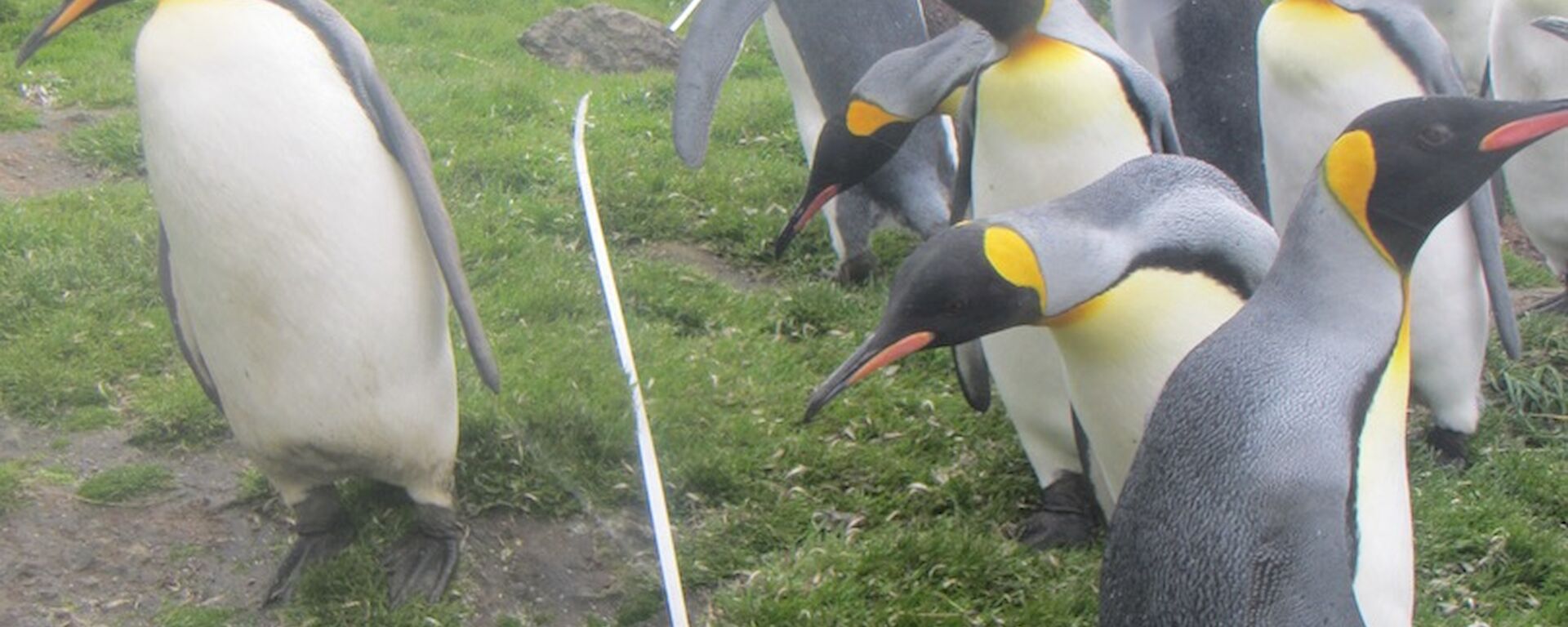Several king penguins inspecting the survey method — a grid made up of a orange plastic tube frame with string stretched across the frame at regular intervals. There is also a white tape stretched across the slope. Hurd Point hut can be seen in the distant background