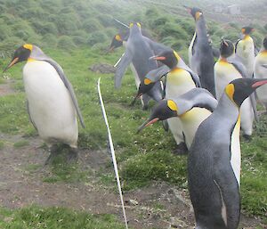 Several king penguins inspecting the survey method — a grid made up of a orange plastic tube frame with string stretched across the frame at regular intervals. There is also a white tape stretched across the slope. Hurd Point hut can be seen in the distant background